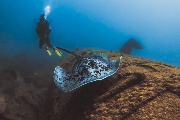 Diving With Stingrays at S S Orestes Ship Wreck