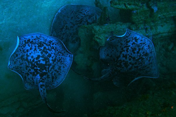 Home to A Sting ray family, the s s Orestes ship wreck in unawatuna
